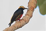 Yellow-tufted Woodpecker